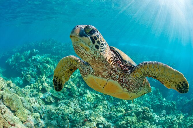 Try Guided Tour Plus Sea Turtle Snorkeling Adventure and Beachside Lunch - Traveler Capacity and Inclusion