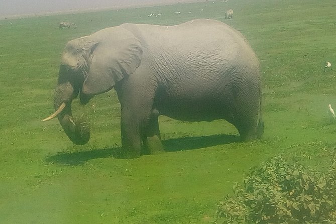Tsavo East & West, Amboseli 5days From Mombasa - Itinerary and Daily Schedule