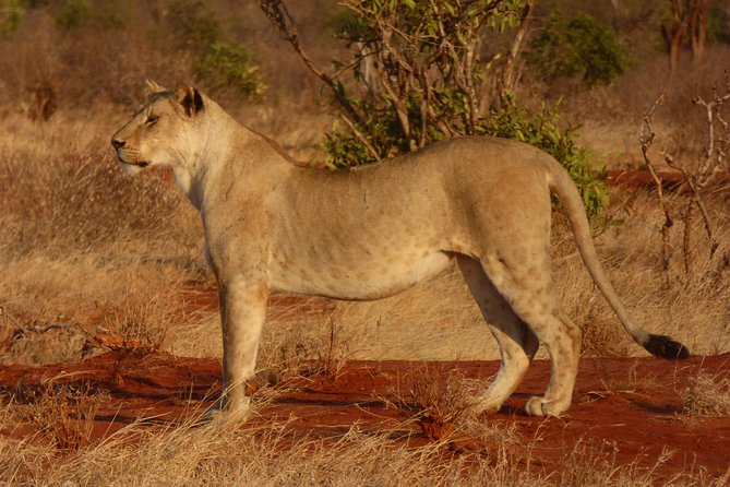 Tsavo National Park Small Group Day Trip - Meeting and Pickup Information
