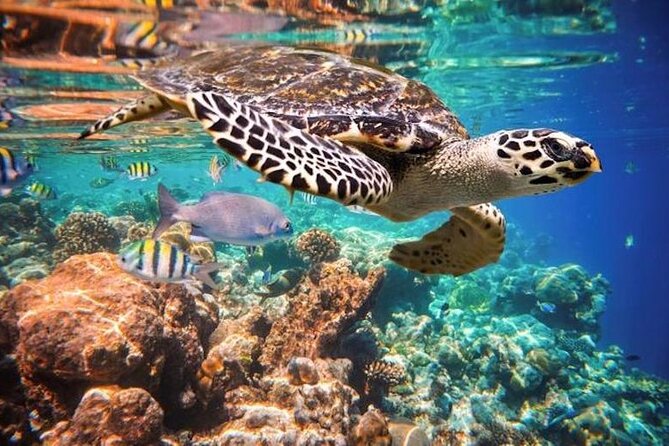 Tulum Area Experiences Guided Snorkeling Tour - Casa Cenote + Ocean Reef & Lunch - Customer Feedback