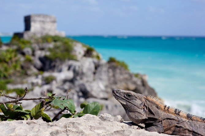 Tulum Guided Tour and Cenote Swim From Playa Del Carmen - Booking Information