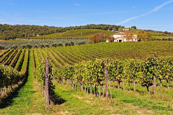 Tuscan Winery Tour and Wine Tasting  - Montecatini Terme - Tour Experience