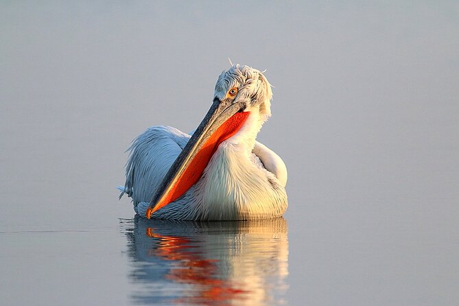 Two-day Birding Trip: Cape Kaliakra & Srebarna Lake - Health and Safety Considerations