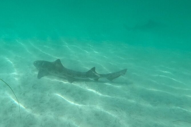 Two Hour Kayak and Snorkel Tour for Two in La Jolla - Customer Experiences