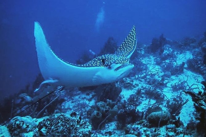 Two Tanks Local Diving for Certified Divers, SCUBA Gear Included - Pricing and Cancellation Policy