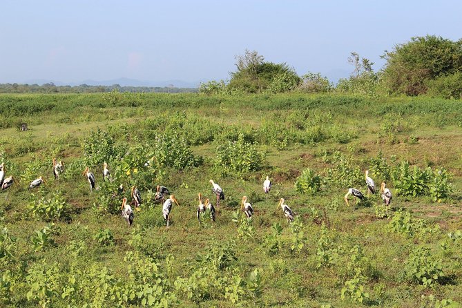 Udawalawe National Park Safari | From Mirissa | Galle | Weligama - Booking Information and Pricing
