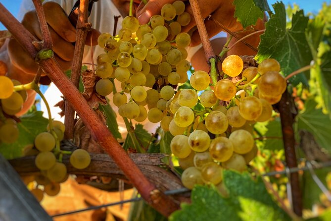 Valle Del Sole Tour and Tasting of Our Top Wines - Age Restriction and Group Size