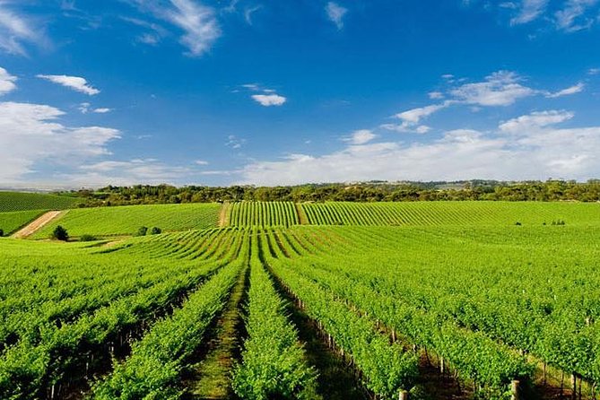 Vinyard Tour By Horse & Carriage With Delicious Tasting - Umbria - Meeting and Pickup Details