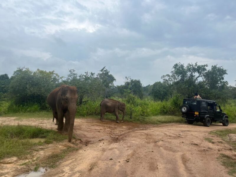 VIP All Inclusive Sigiriya Dambulla & National Park Tour - Conditions and Guidelines