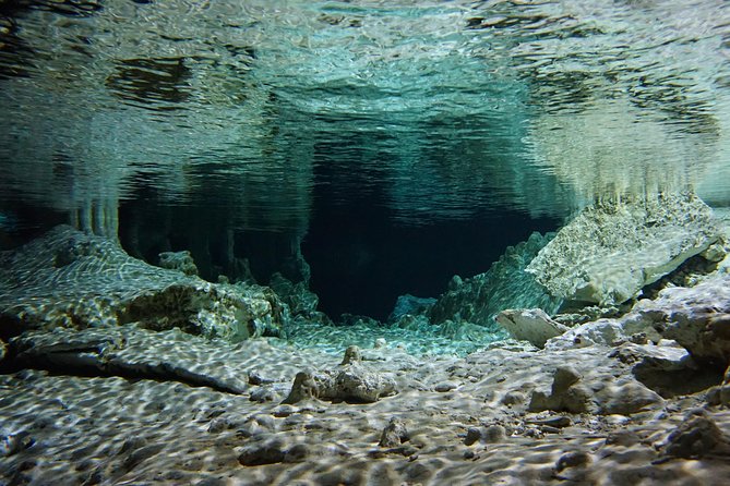 VIP Cenotes Private Tour - Opportunities for Sea Life Encounters