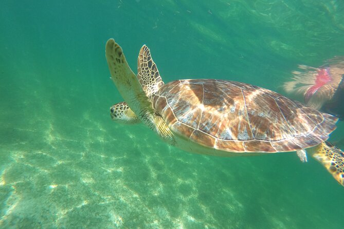 VIP Cenotes & Turtles Private Tour - Meeting and Pickup Information