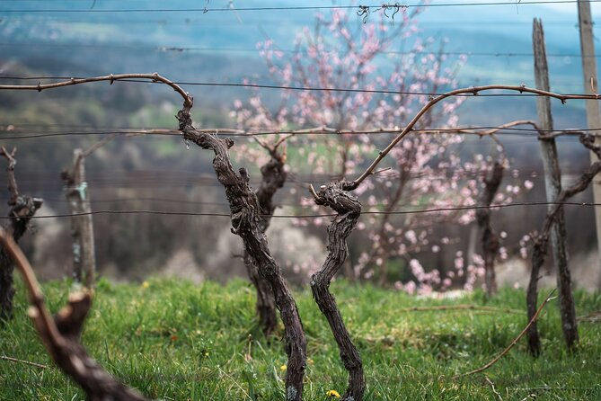 Vipava Valley Wine Express Tour From Ljubljana - Booking Details