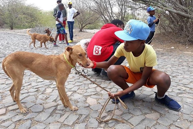 Volunteering With Animals in Sao Vicente! - Accessibility and Participation Requirements