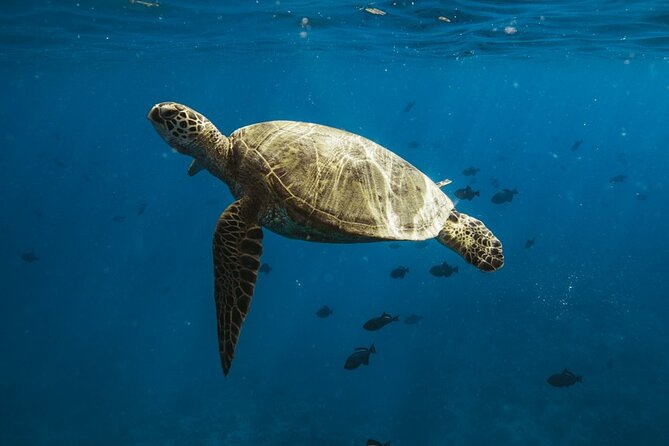 Waikiki Whale Watch & Ocean Rafting Tour (Small-group) - Wildlife Sightings and Experiences