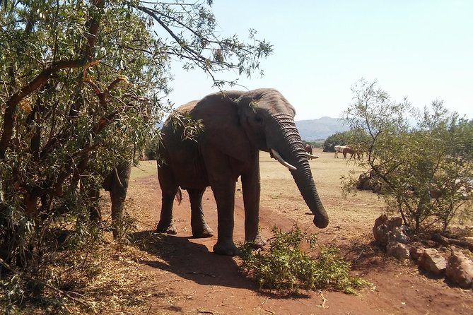 Walk With Elephants in Their Natural Environment - Reviews and Ratings
