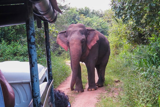 Wasgamuwa National Park Private Safari - Accessibility Considerations