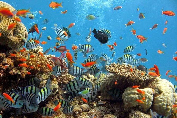 Wasini Dolphin Snorkeling - Booking Process and Policies