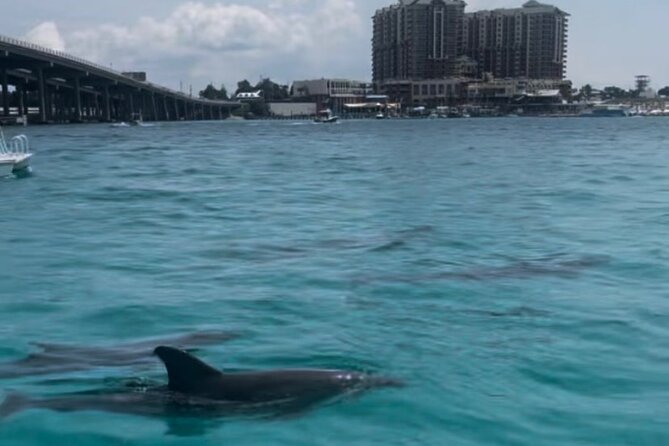 Waverunner Dolphin Tour - Safety Considerations