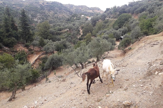 West Crete Nature Private Tour With Lunch (Price per Group of 6) - Accessibility and Participation