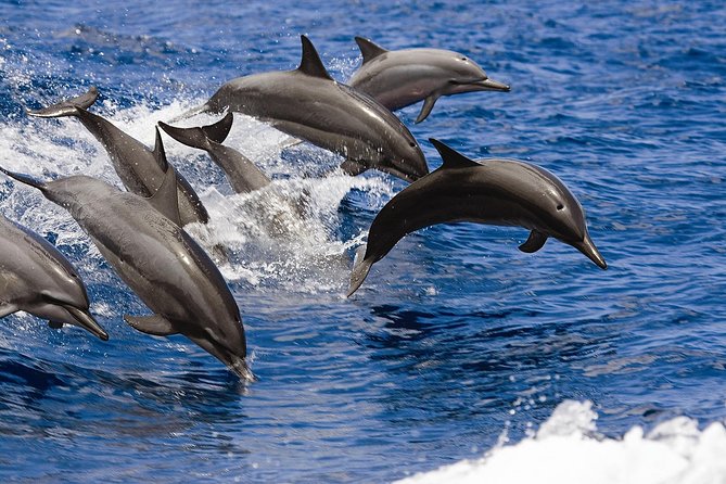 West Oahu Whale Watching Excursion - Booking and Cancellation Policies