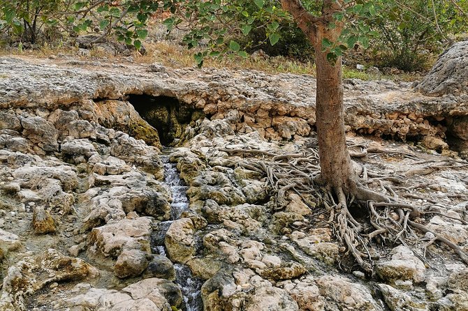 West Salalah, Al Mughsail Beach, White Beach, Frankincense Tree (Half Day Tour) - Observing Flamingos at the Lagoon