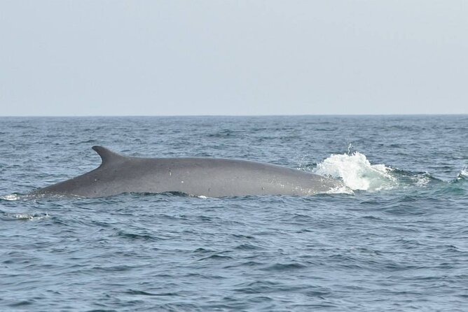 Whale and Dolphin Watching Tour on Pico Island - Safety Measures