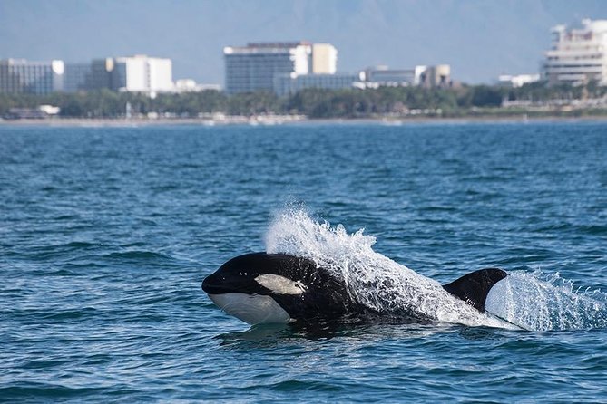 Whale and Dolphin Watching With a Biologist in Puerto Vallarta - Meeting Point and Accessibility