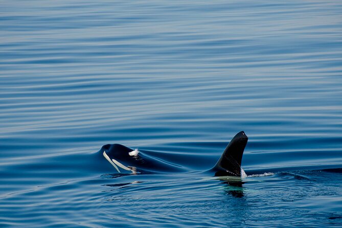 Whale Safari With Puffins and Muffins (Andøy, Vesterålen) - Reviews and Ratings