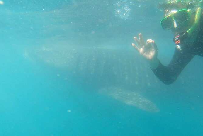 Whale Shark Adventure With Marine Biologists, 4-Hour Tour - Traveler Experiences and Feedback