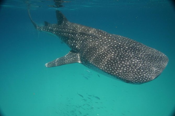 Whale Shark Encounter Full-Day All Inclusive Tour From Riviera Maya - Important Information and Tips