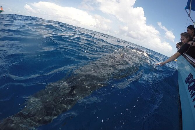 Whale Shark Experience From Playa Del Carmen - Health and Safety Considerations