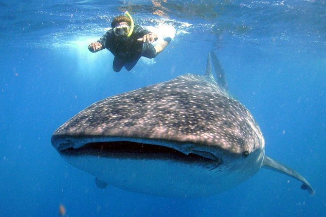 Whale Shark Experience Lifetime Memory in Cancun (Snack Included) - Booking and Cancellation Policy