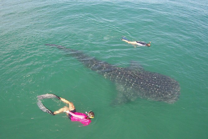 Whale-Shark Snorkeling Excursion to La Paz - Itinerary Details