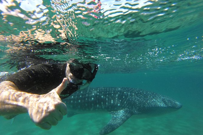 Whale Shark Snorkeling Tour in a Reduced Group With Local Marine Biologist - Experience Highlights