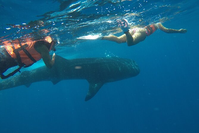 Whale Shark Tour From Holbox Island - Traveler Experiences