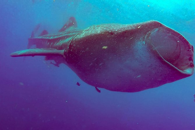 Whale Sharks Small-Group Tour in Cancun and Riviera Maya - Whale Shark Sightings