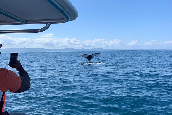 Whale Watch Tour From Santo Domingo With Bacardi Island and Lunch Included - Traveler Restrictions