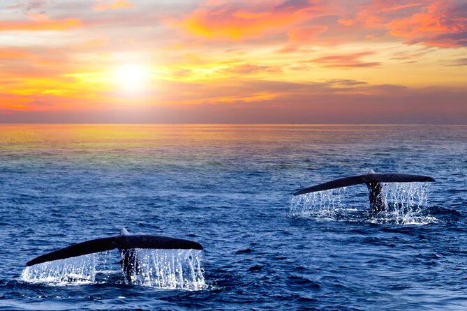 Whale Watching Group Tour in San Jose Del Cabo - Customer Reviews and Experiences