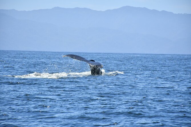 Whale Watching Guaranteed Experience in Puerto Vallarta - Health and Safety Information