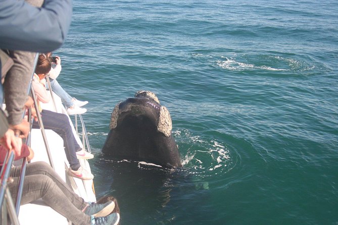 Whale Watching Hermanus - Boat Base - Hosts Response and Improvements