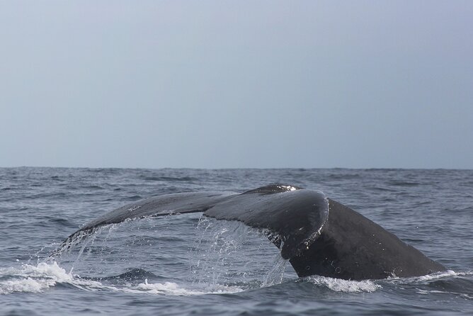 Whale Watching in Cabo San Lucas: Sightseeing Cruise and Shopping - Tour Schedule and Availability