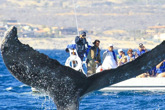 Whale Watching, The Famous Arch and Fast Boat Tour in Los Cabos - Activities and Experiences