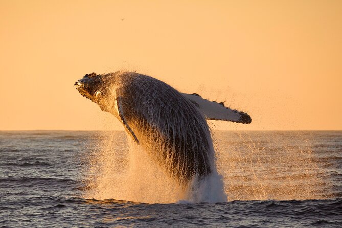 Whale Watching Tour - Unique Whale Sightings
