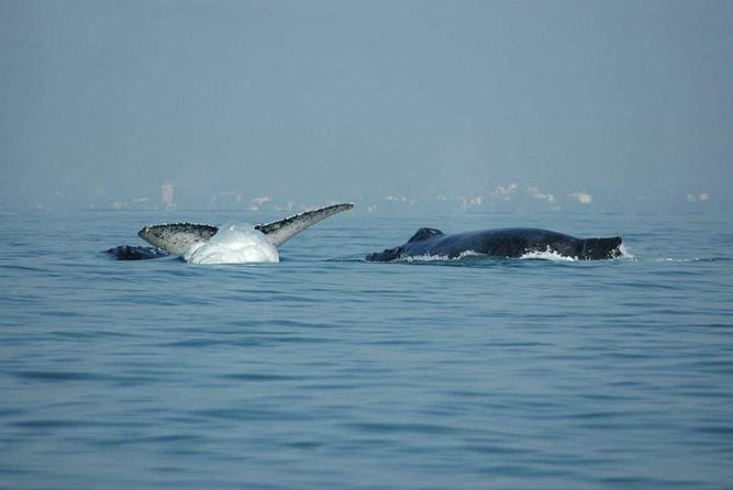 Whale Watching Tour - Boat Name