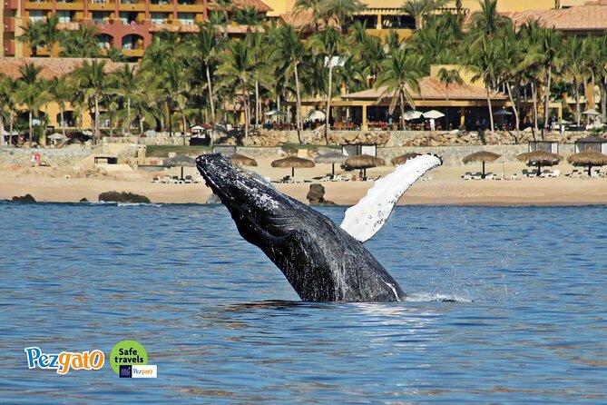 Whale Watching Tour in Los Cabos - Important Booking Considerations
