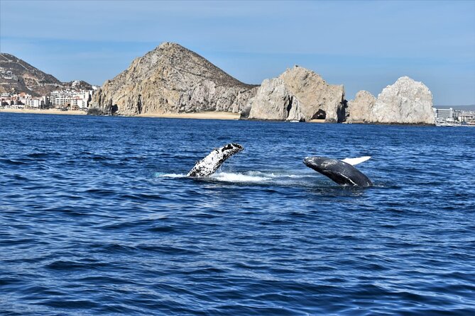 Whale Watching Tour in Los Cabos - Customer Feedback