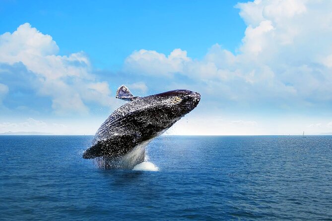 Whale Watching Tour in Samana Bay From Las Terrenas - Frequently Asked Questions