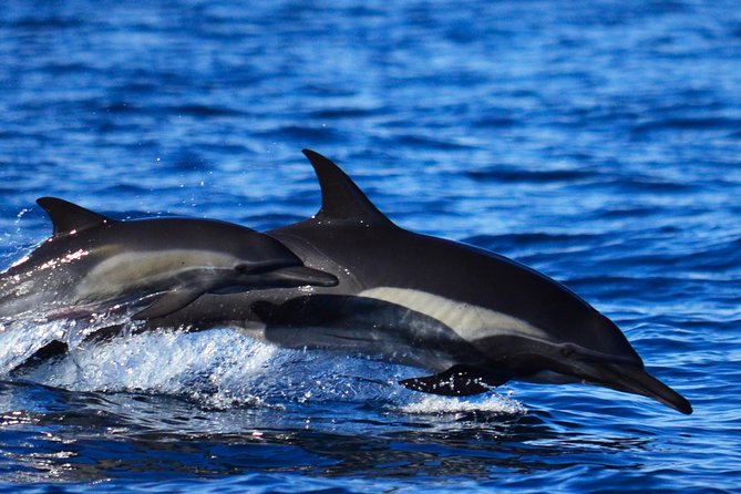 Whale Watching Tour With Free Photos and Guaranteed Sightings - Customer Reviews Highlights