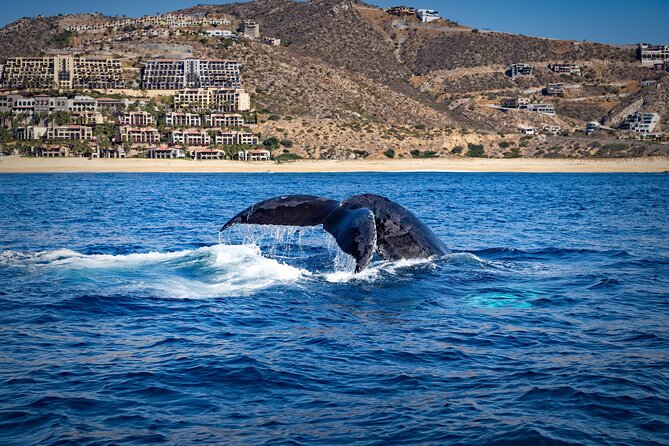 Whale Watching With Lunch and Transportation Included - Health and Safety Guidelines