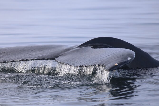 Whale Wonders Morning Expedition From Reykjavík - Communication and Confirmation